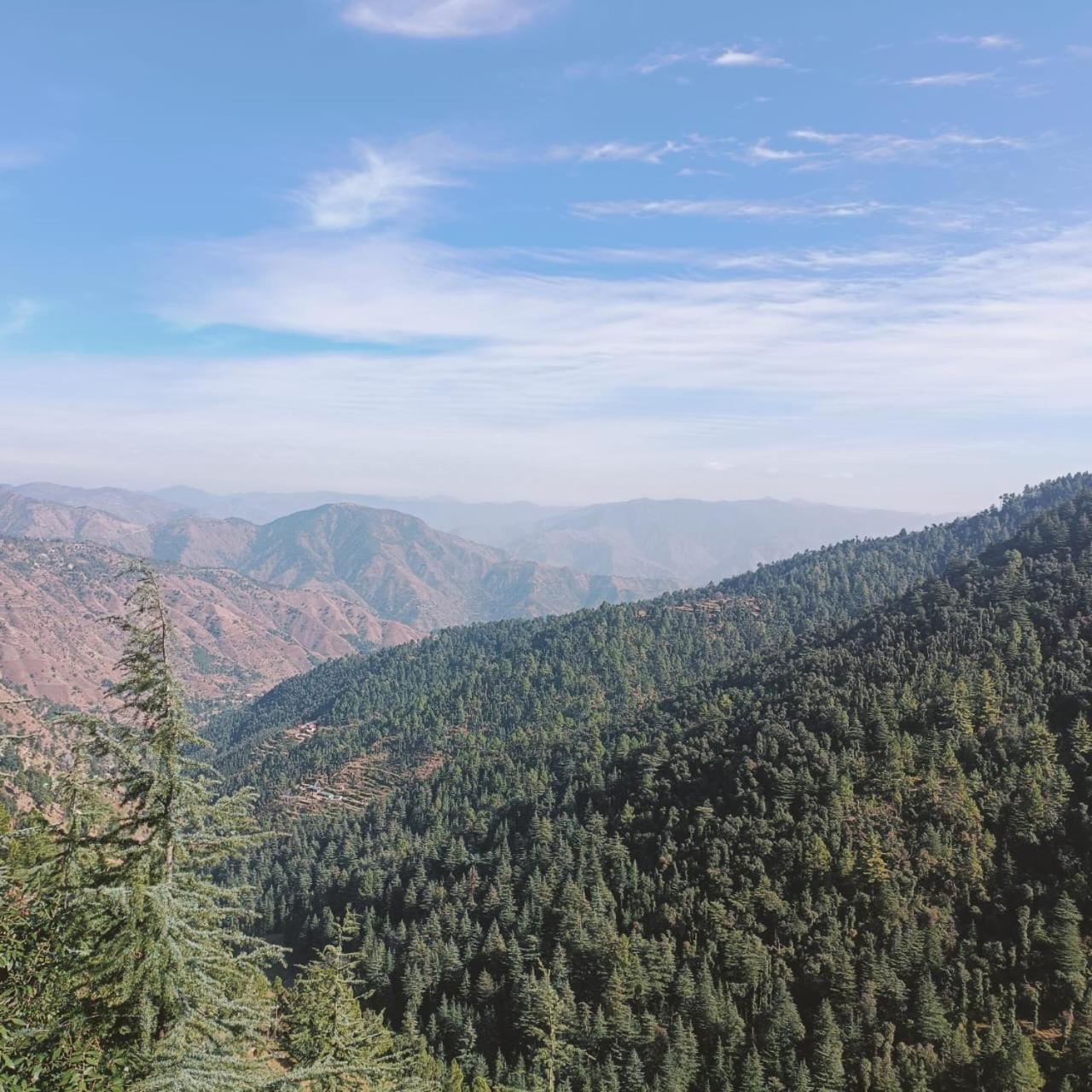 Peace Holiday Homestay Chail Exterior photo